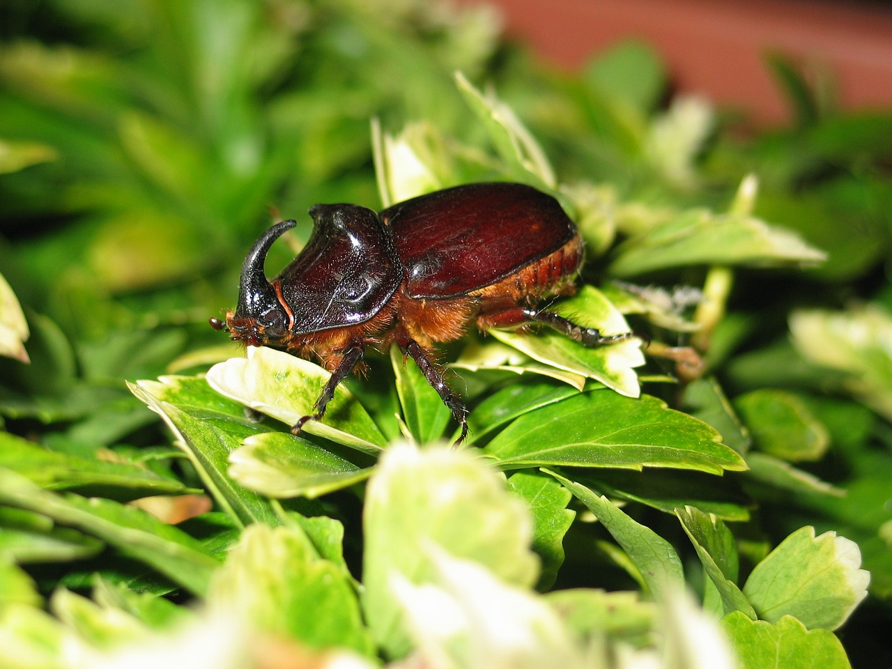 Image - beetle large insect close leaves