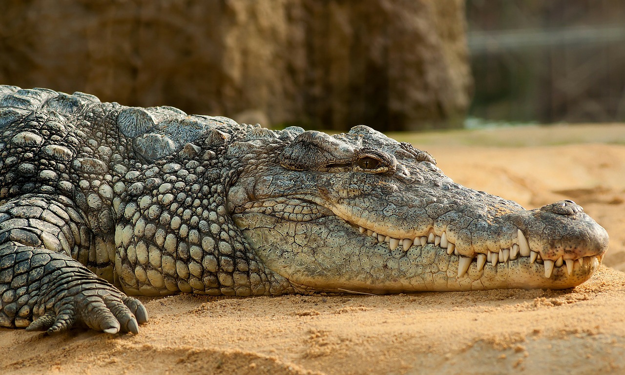 Image - nile crocodile crocodylus niloticus