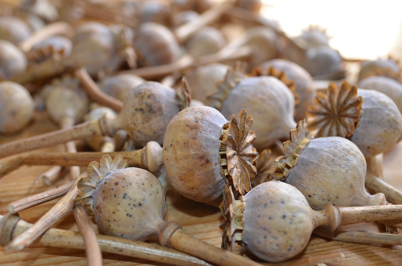 Image - poppies dried dried flowers