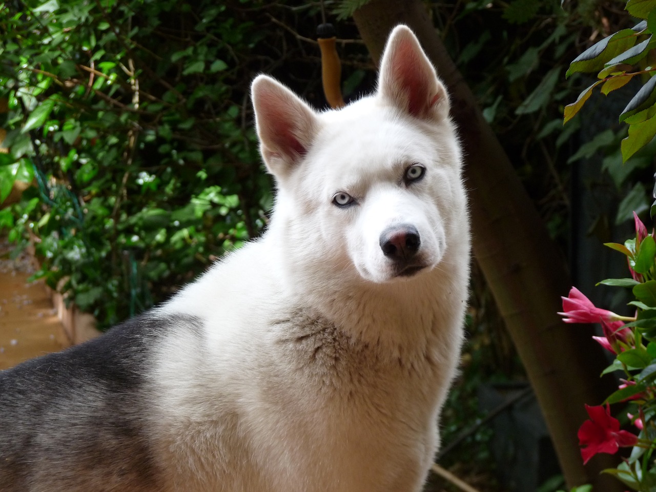 Image - dog pets husky