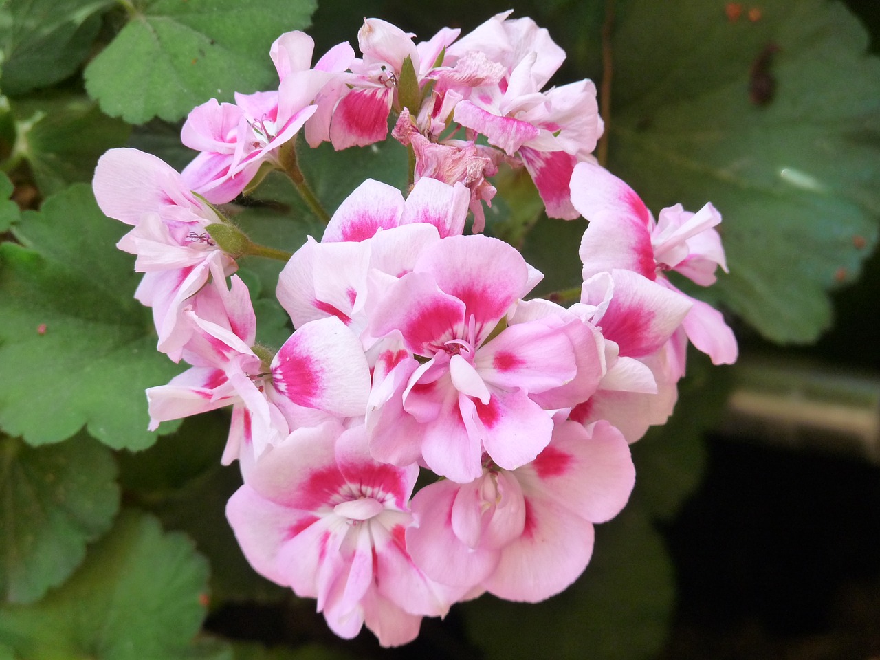 Image - flowers flower geraneo