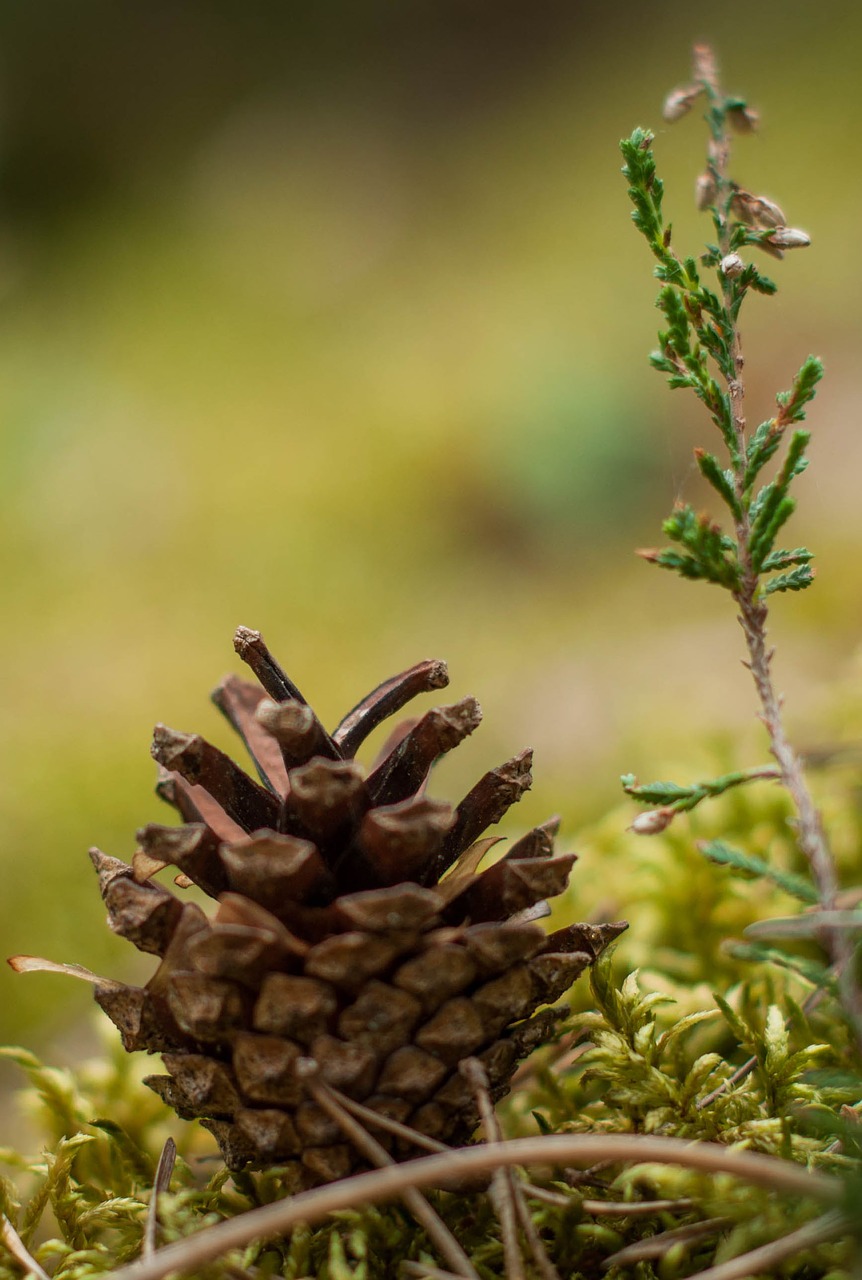 Image - pine wood foam forest