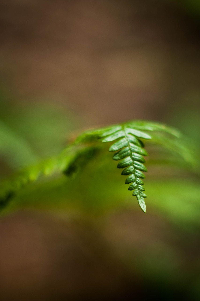 Image - fern shadow macro