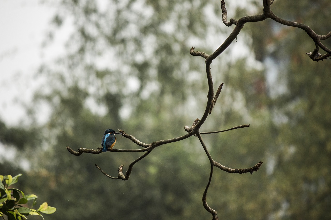 Image - bird landscape nature kingfisher