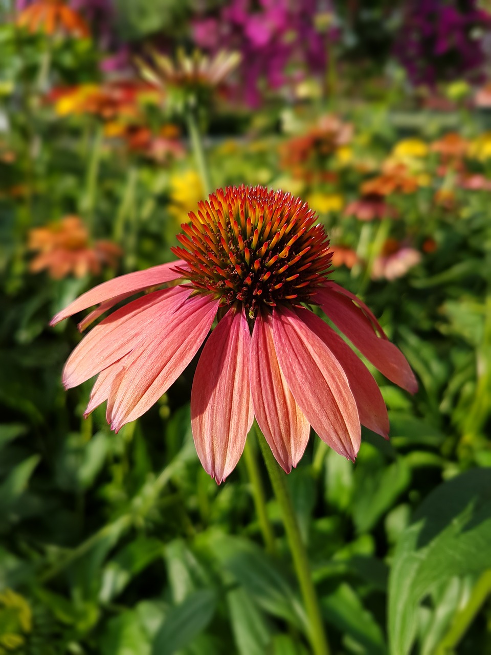 Image - purple coneflower echinacea flowers