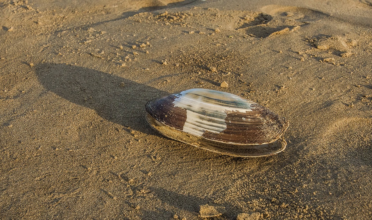 Image - shell huge beach ocean coast