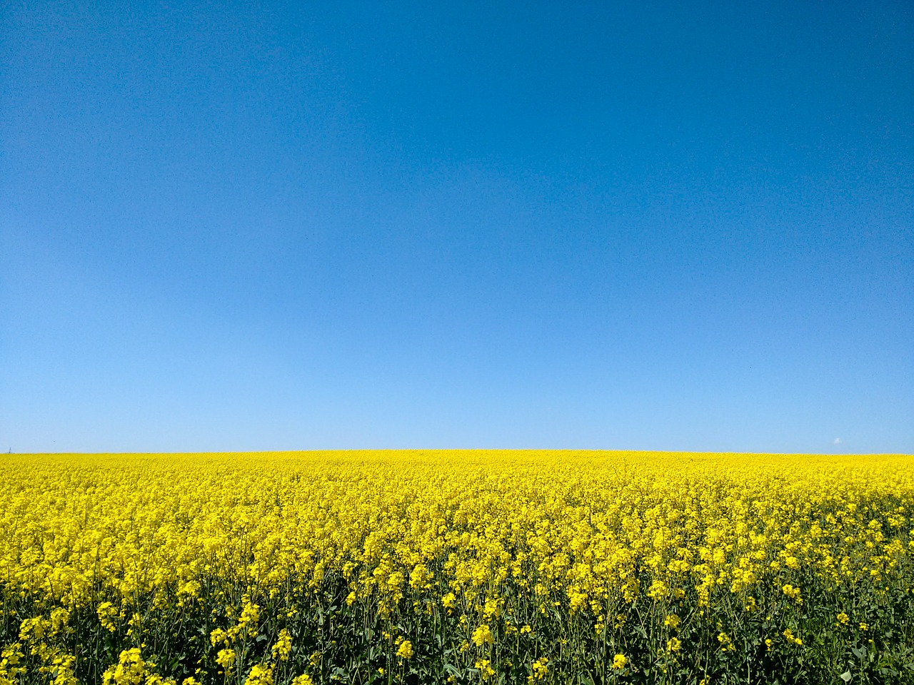 Image - oilseed rape field sky bright