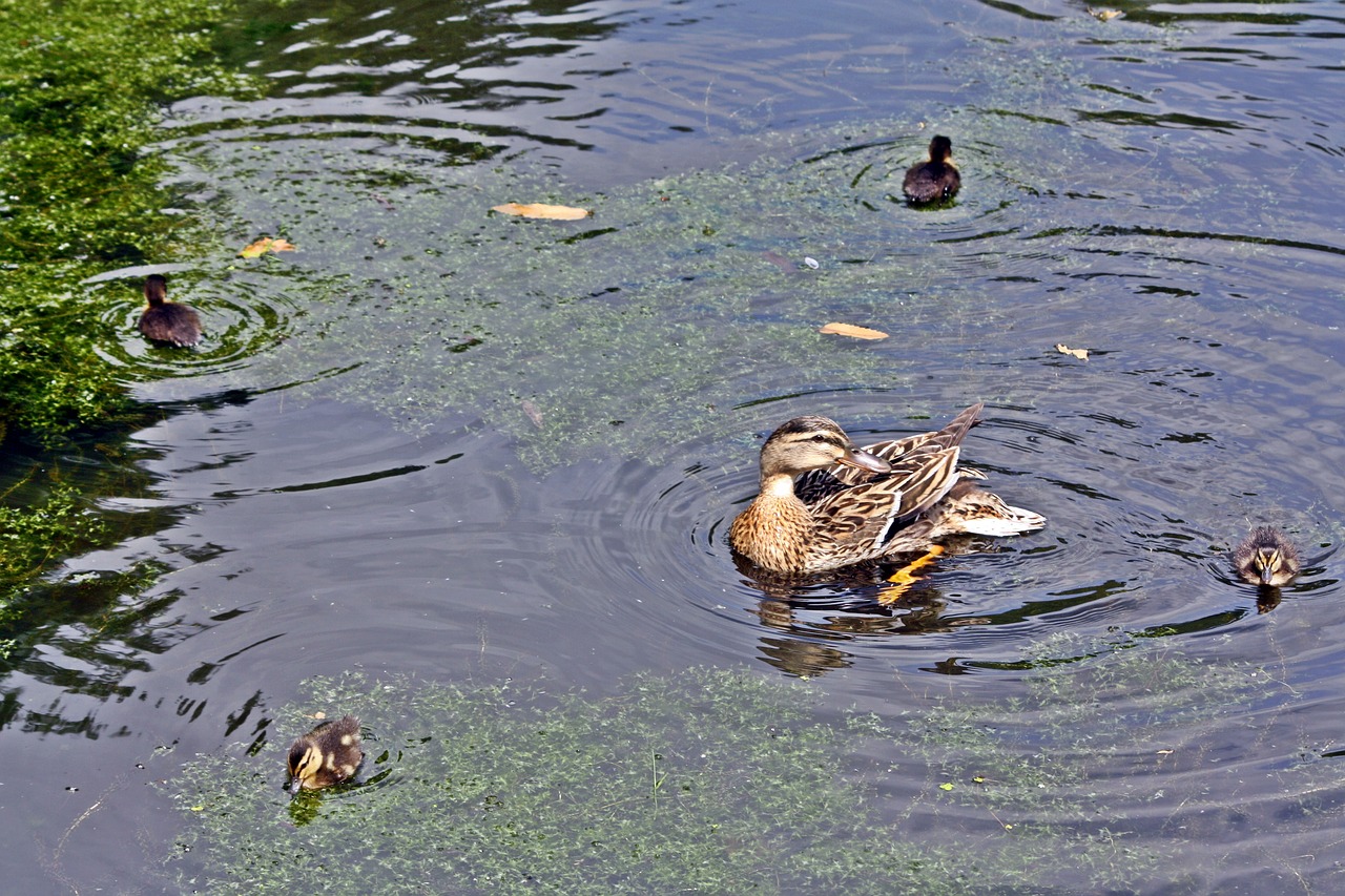 Image - duck family quartet square
