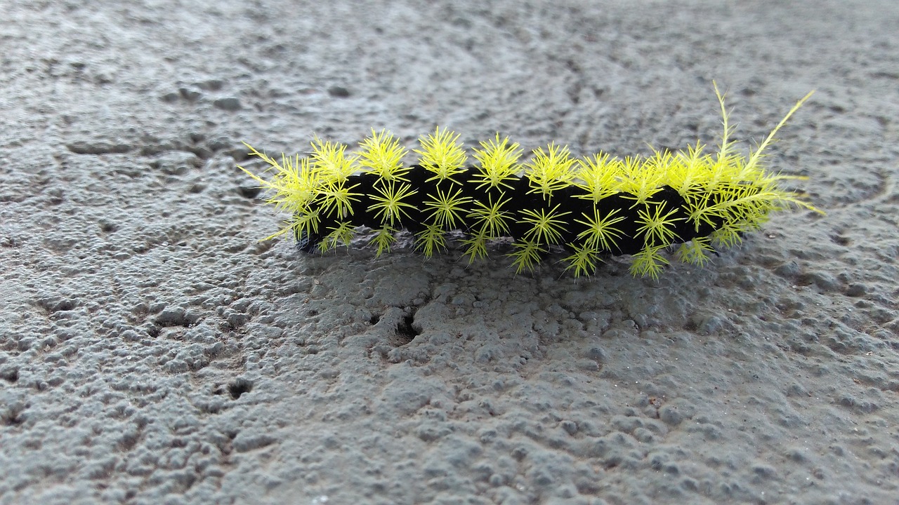 Image - caterpillar fire poison