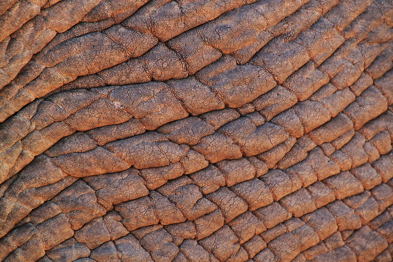 Image - elephant skin elephant