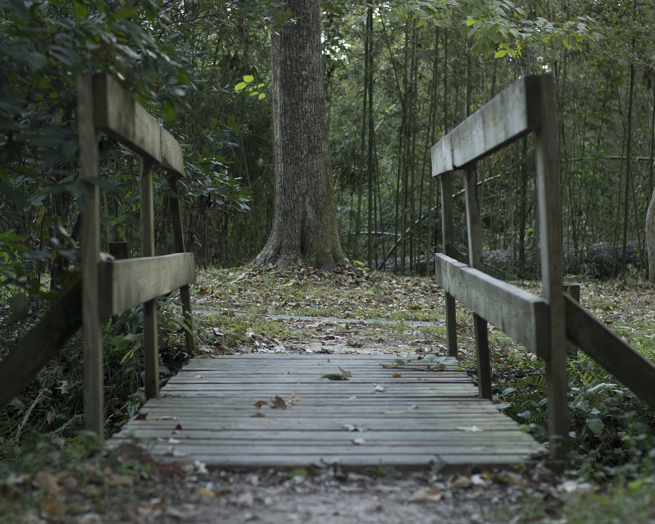 Image - bridge woods dark