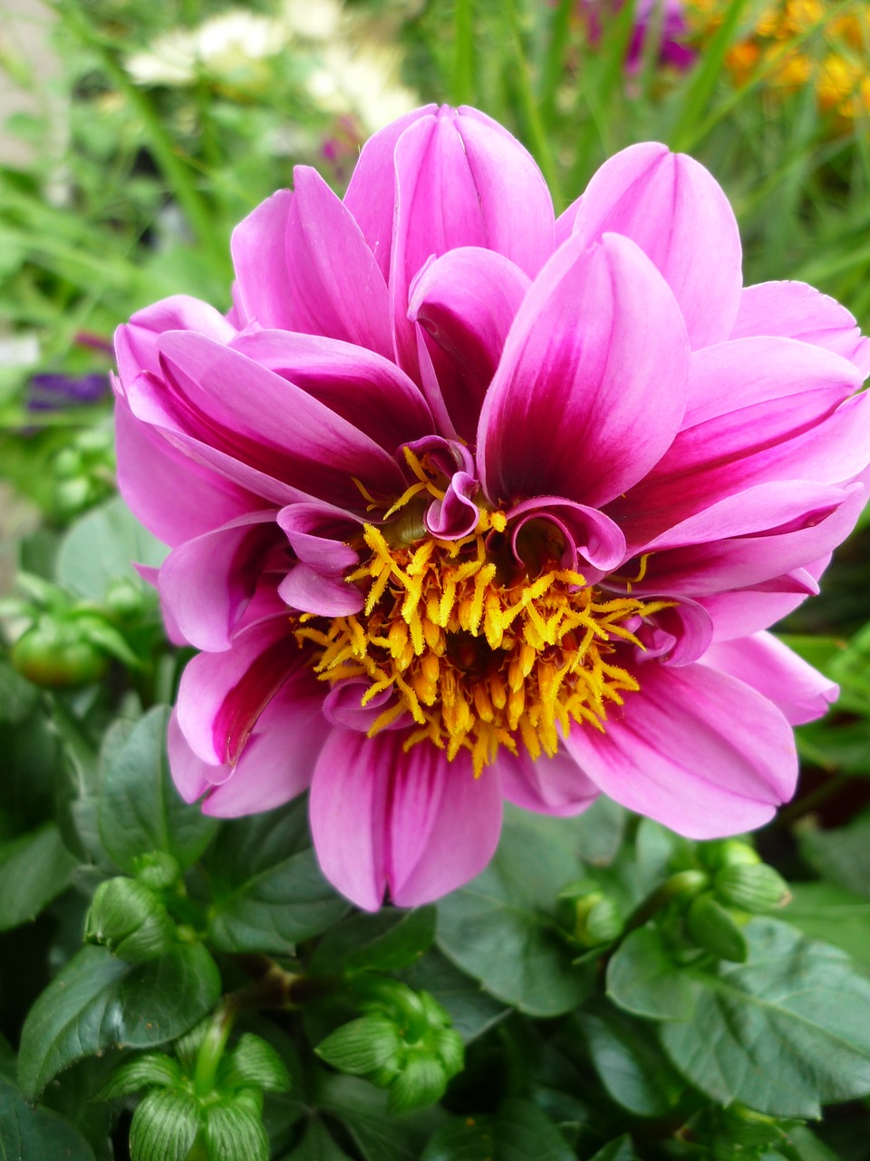 Image - dahlia flower garden tubers plant