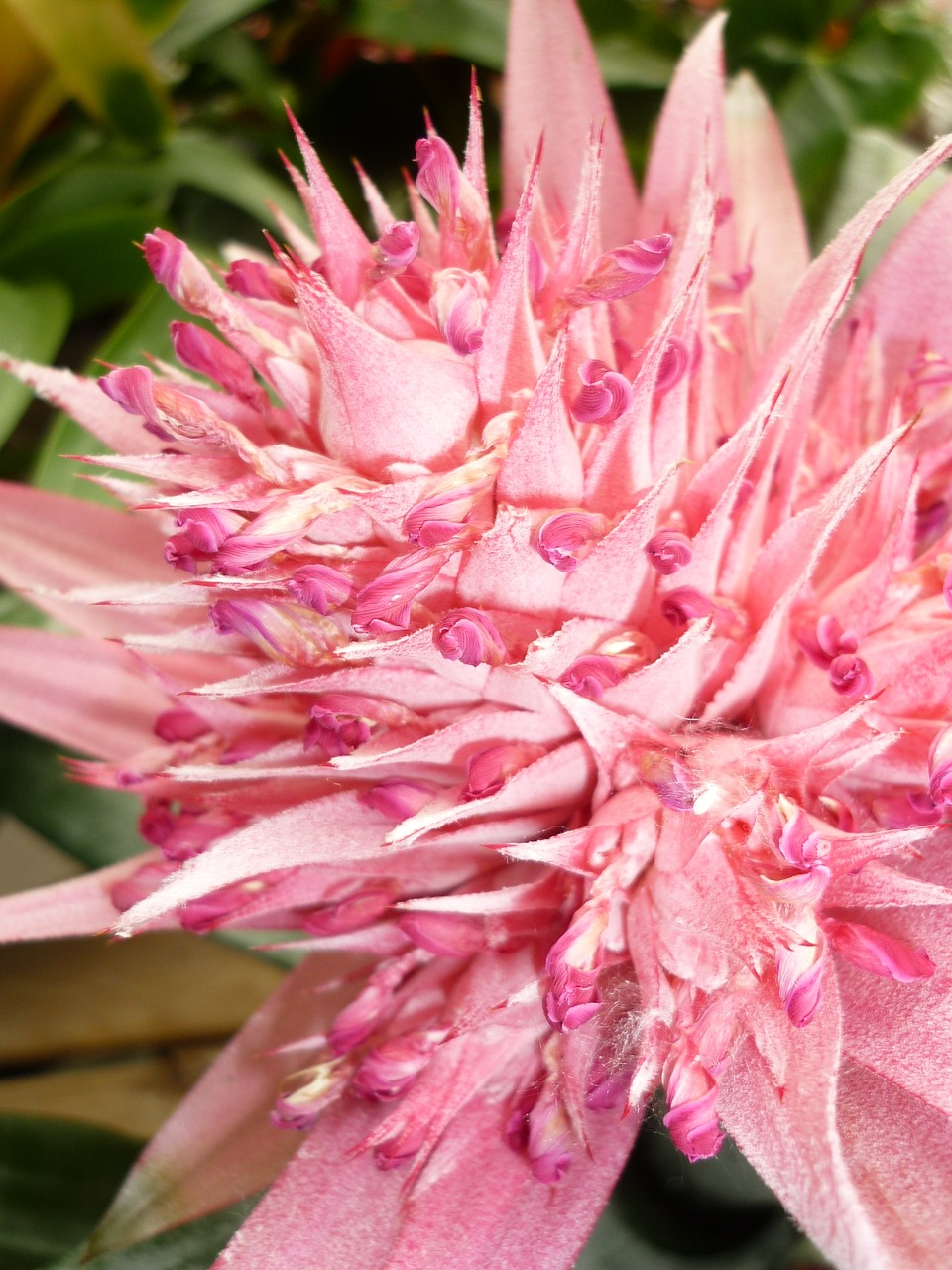 Image - pineapple bromeliads greenhouse