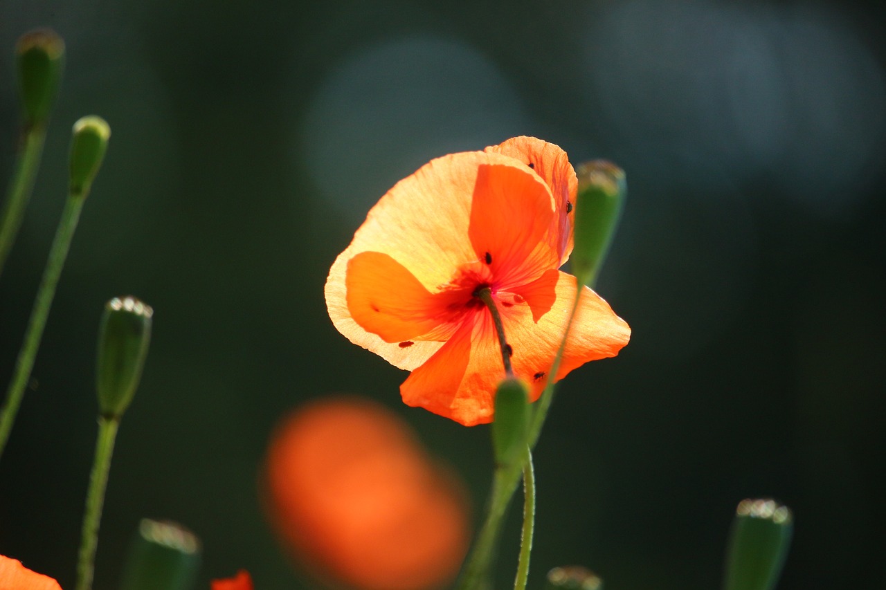 Image - poppy blossom bloom flower