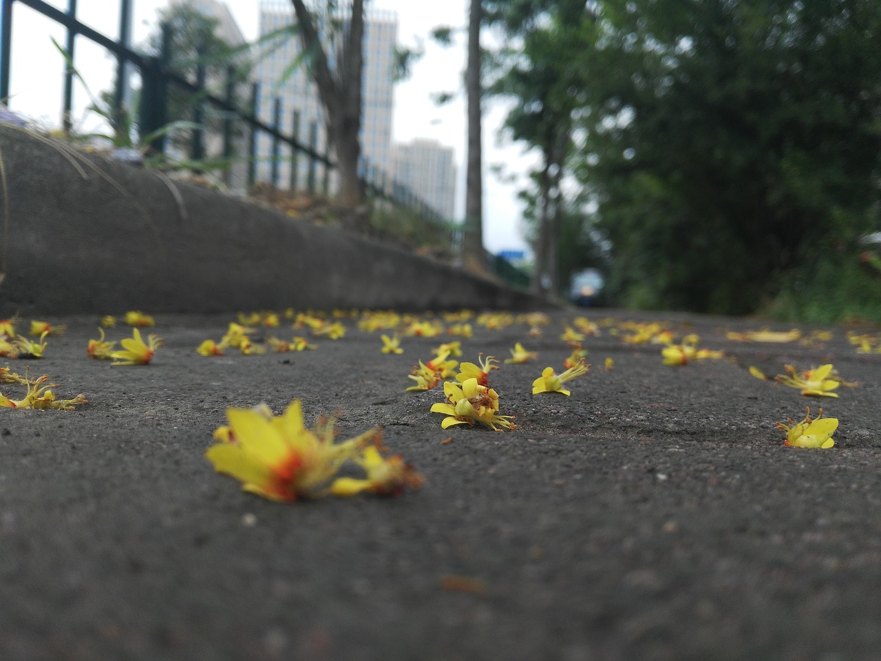 Image - flower fallen flowers