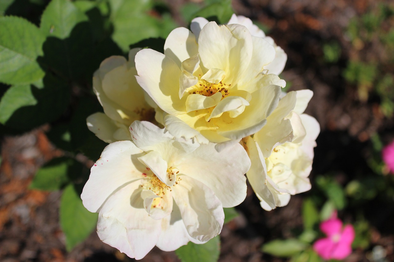 Image - knockout roses yellow rose garden