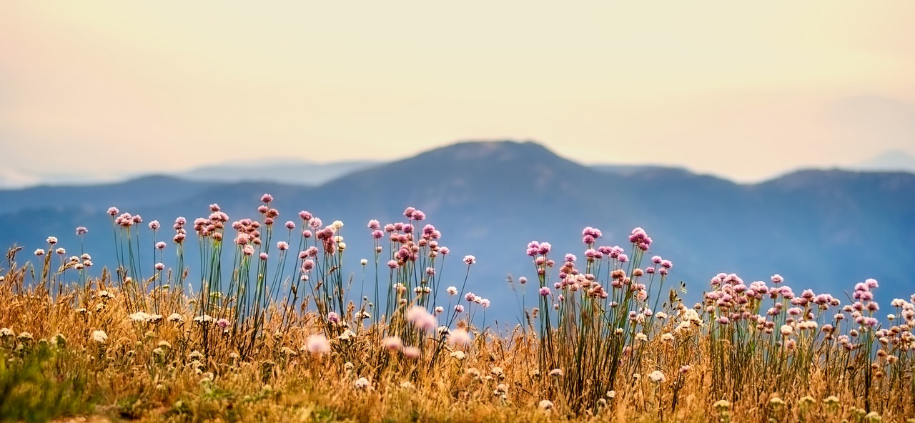 Image - flowers plants mountains landscape