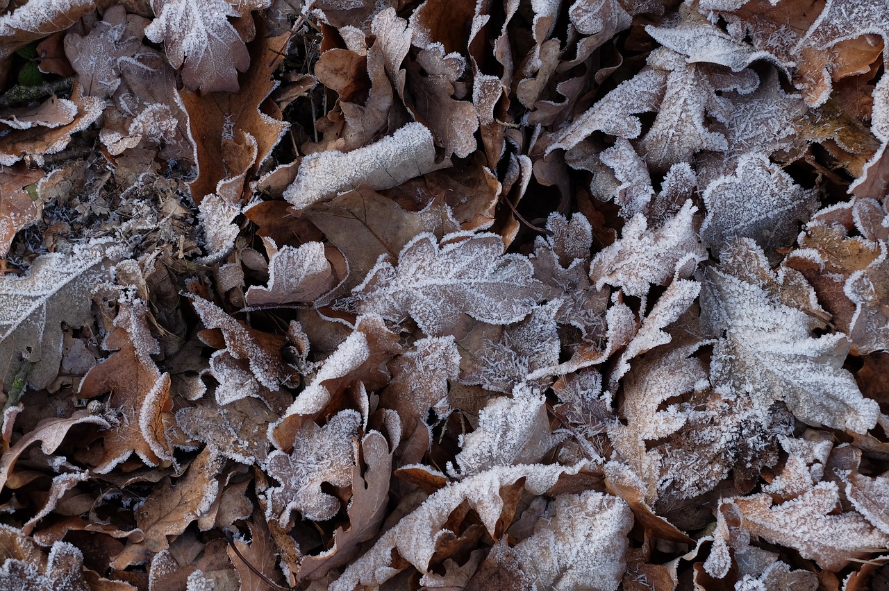 Image - frost foliage autumn nature icing