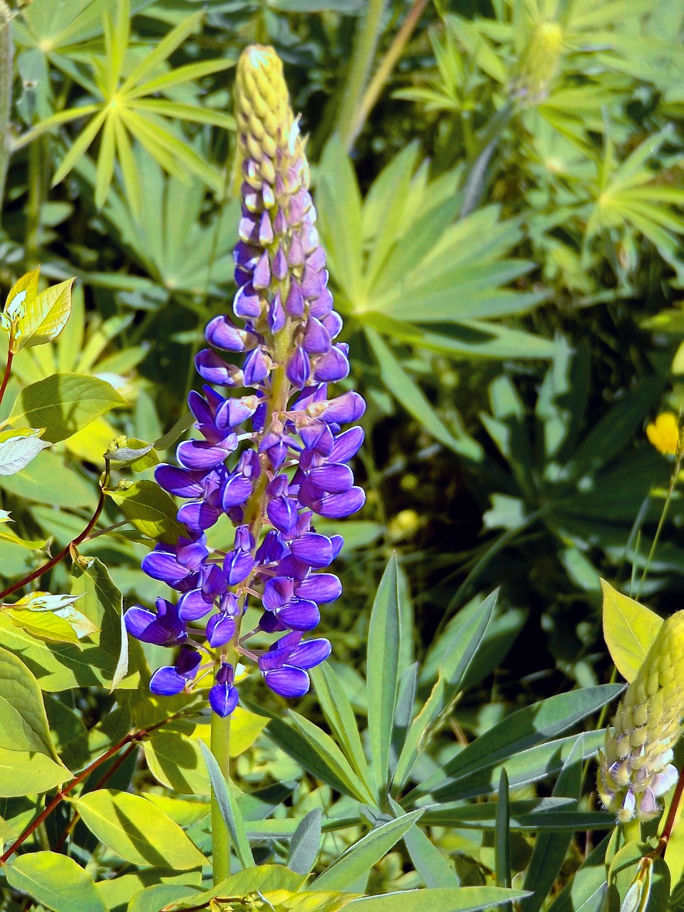 Image - lupin violet summer flower spring