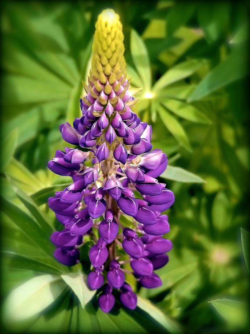 Image - lupin purple soft edge floral wild