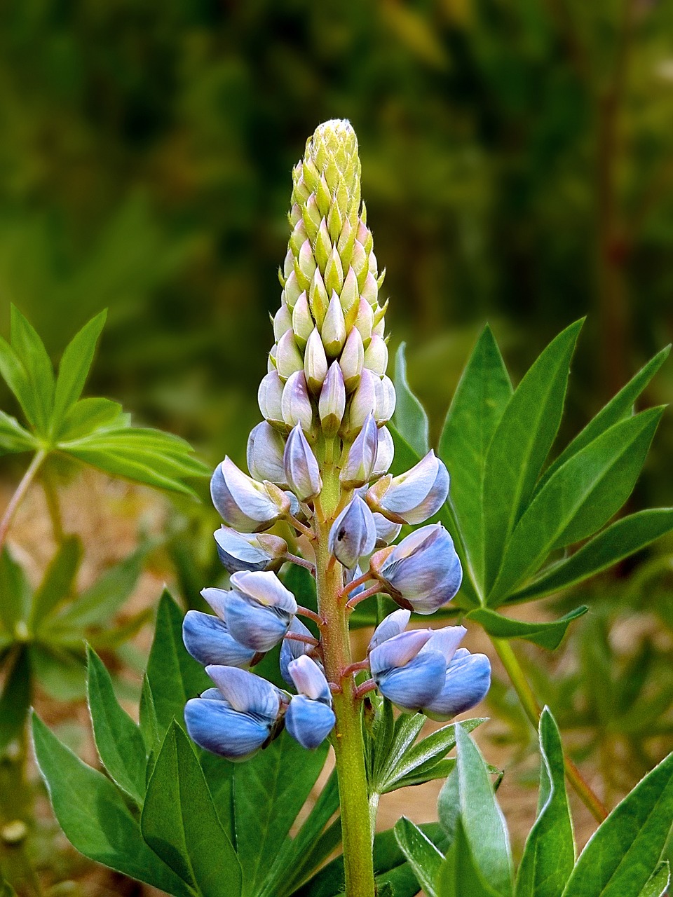 Image - lupin wildflower summer blue