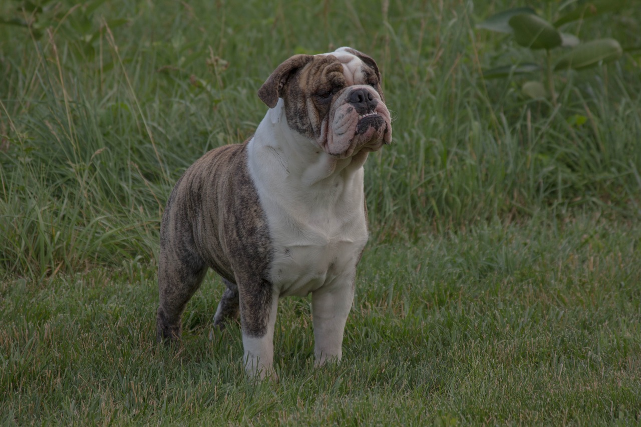 Image - bulldog english bulldog pet animal