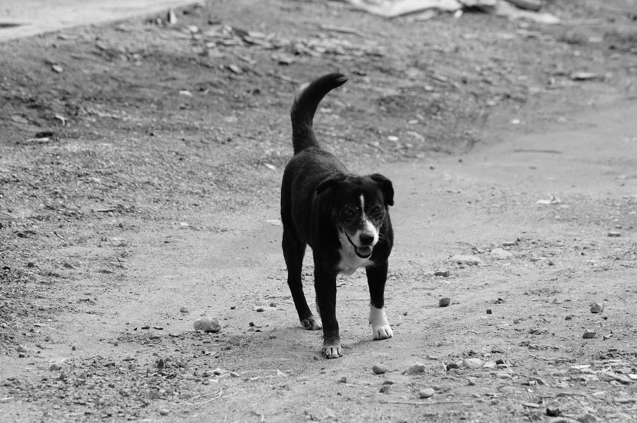 Image - fauna ulloa risaralda colombia