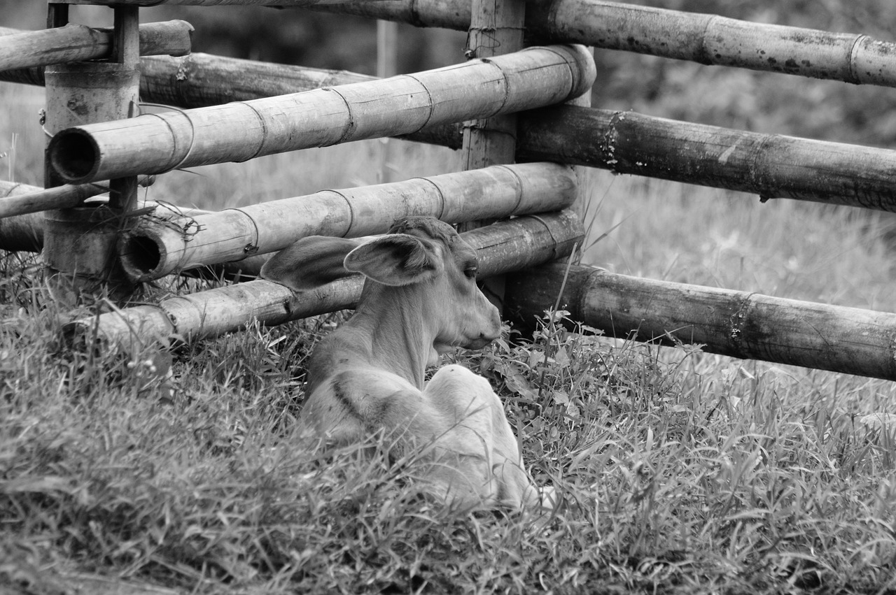 Image - fauna ulloa risaralda colombia