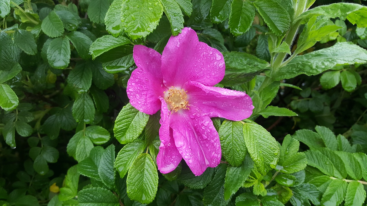 Image - rain flowers rose petal drops