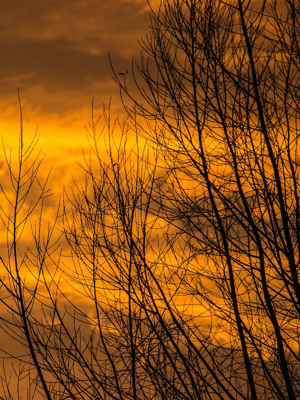 Image - sunrise sunset tree sun clouds sky