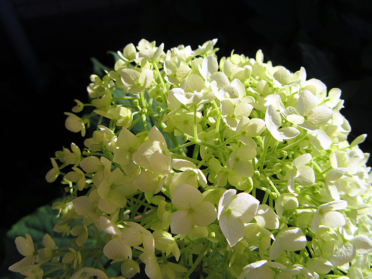 Image - sunlight hydrangea white leaves