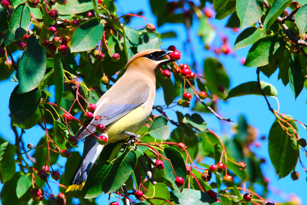 Image - bird cedar waxwing serviceberries