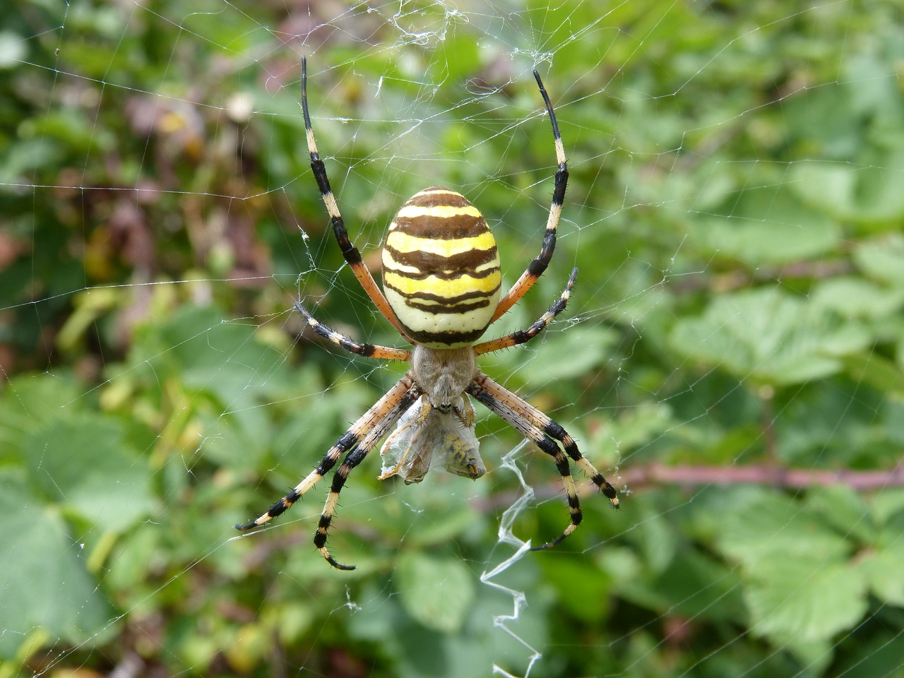 Image - spider tiger wasp spider