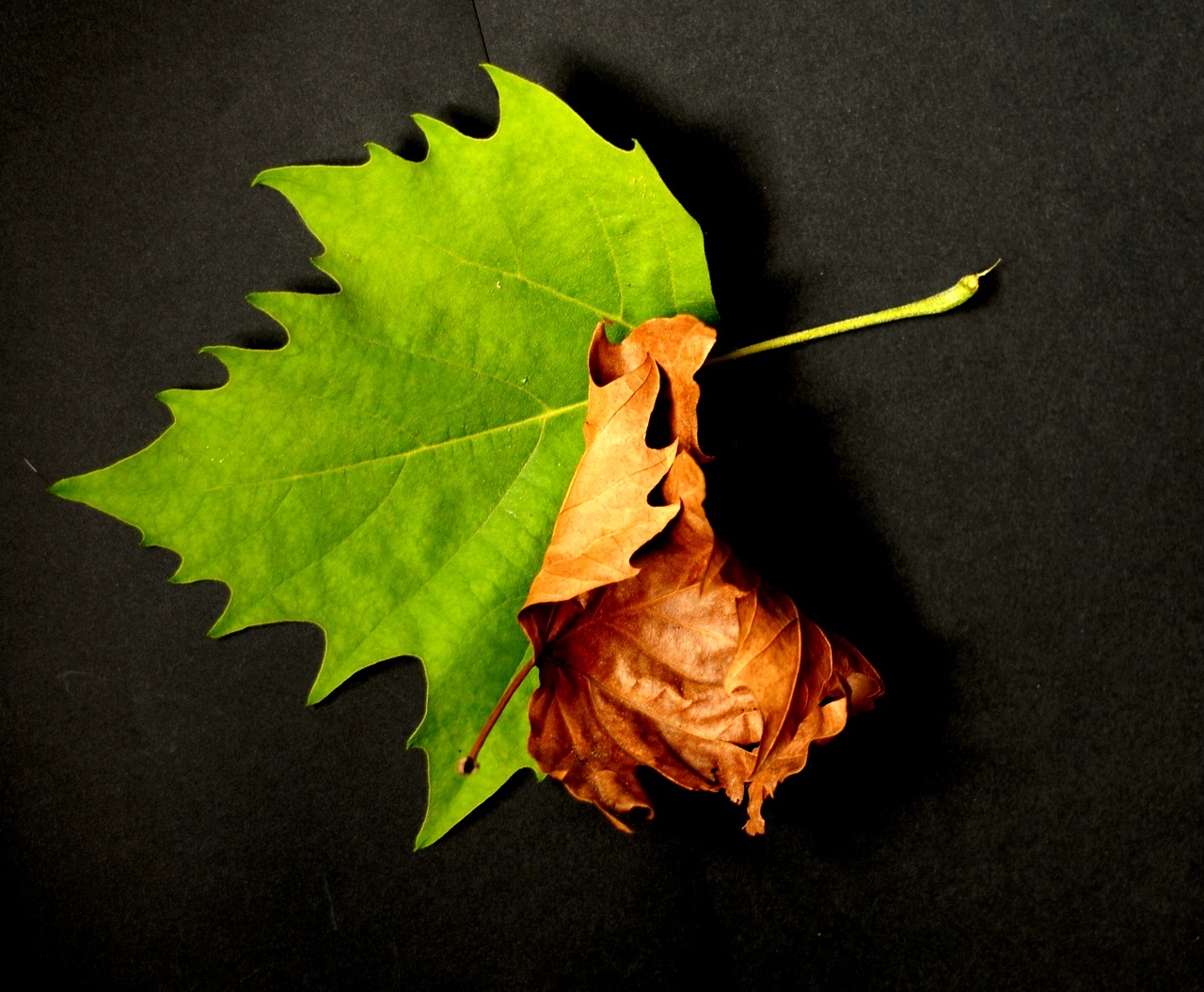 Image - nature foliage sycamore twisted