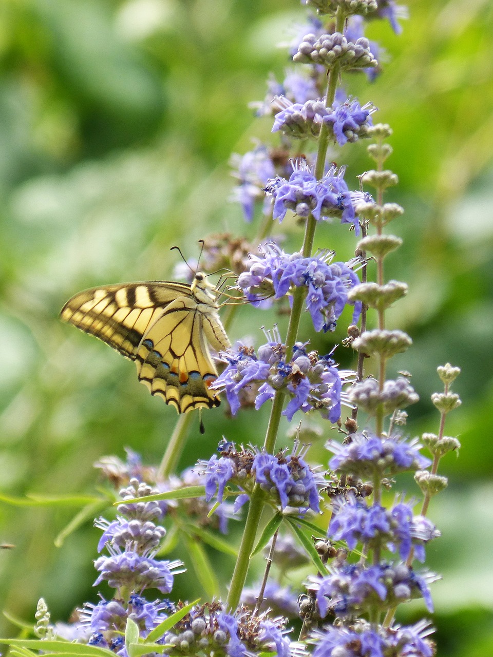 Image - machaon papilio machaon