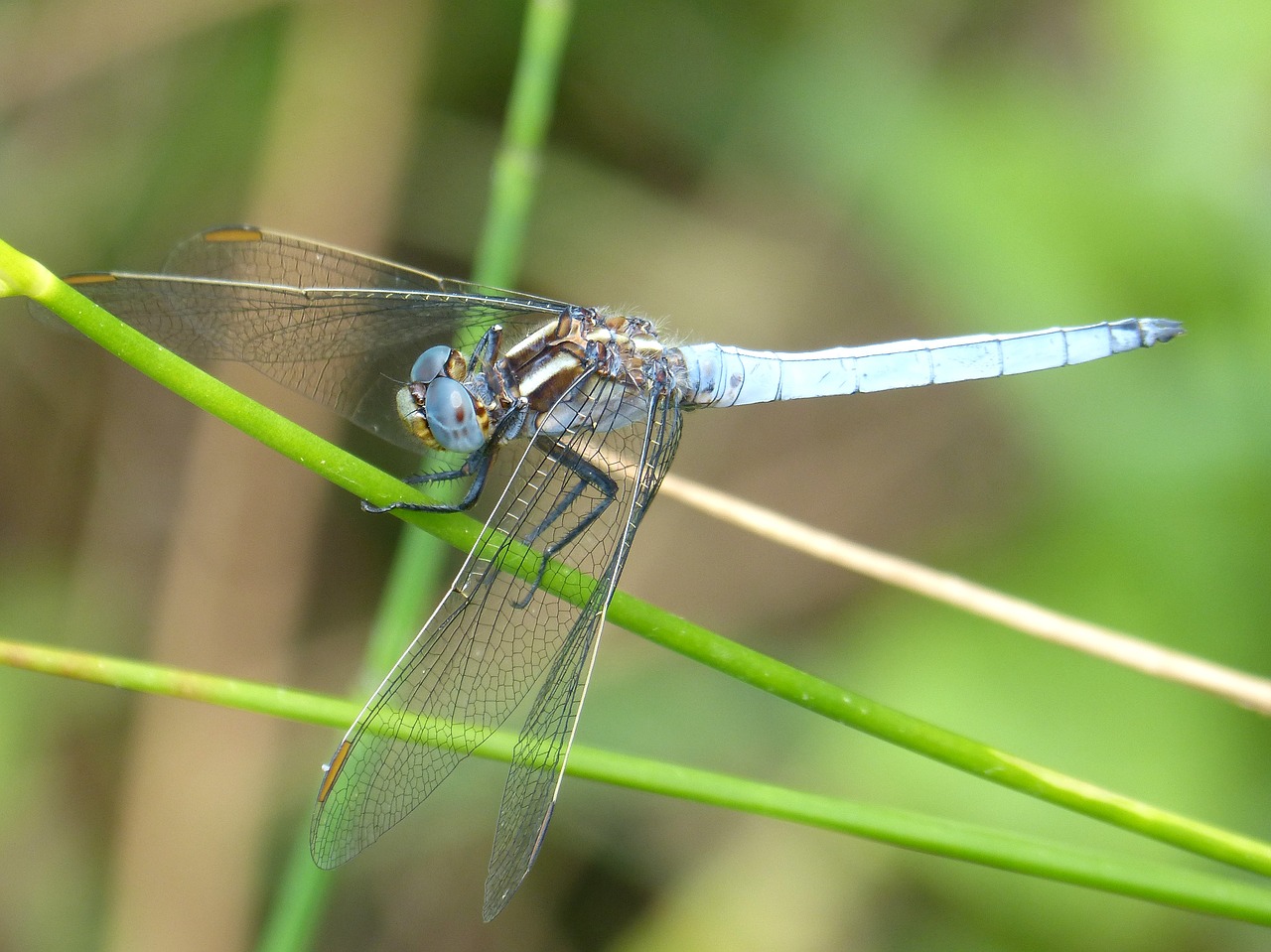 Image - blue dragonfly stem wetland