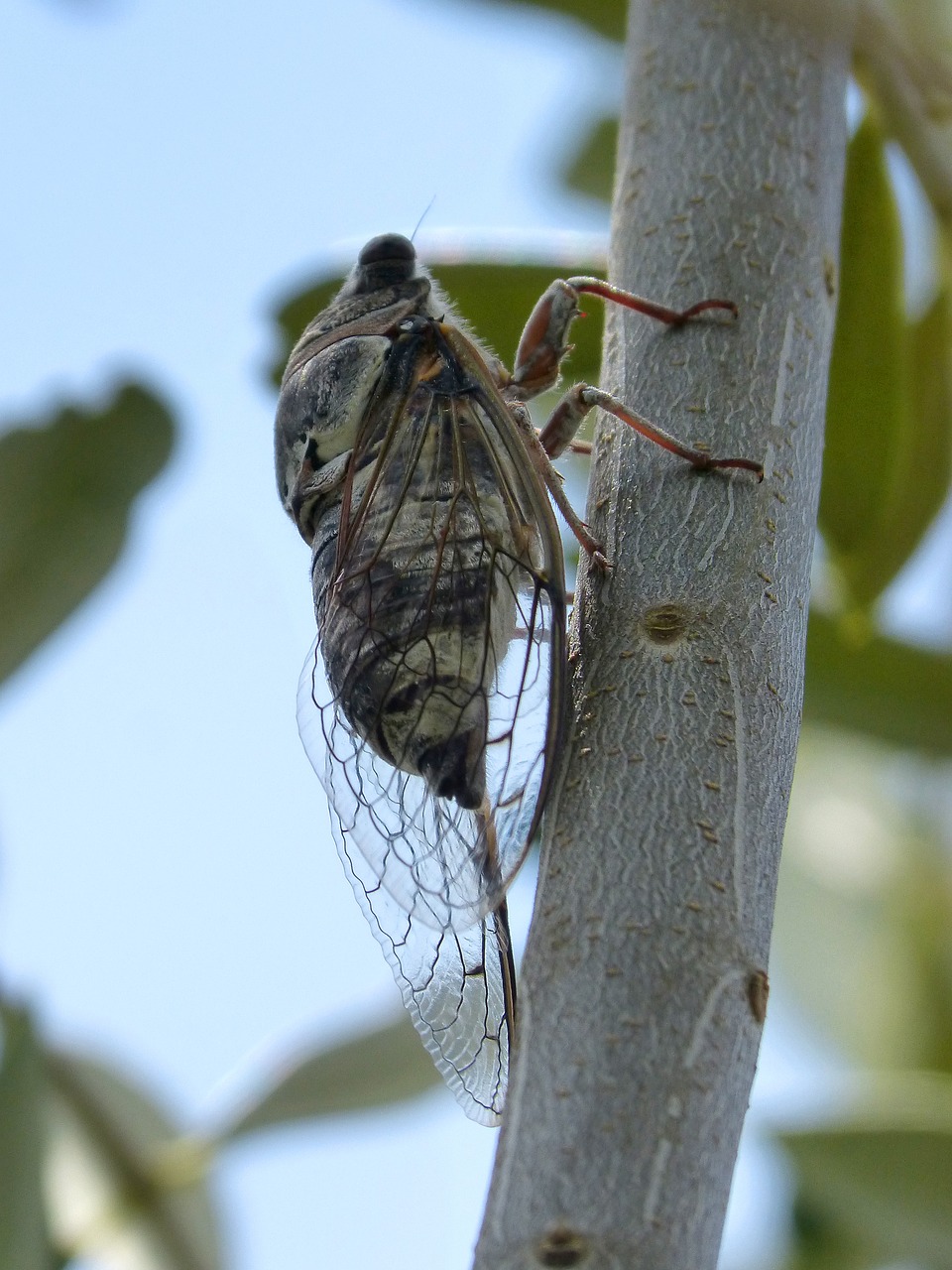 Image - cicada crayfish olive vera