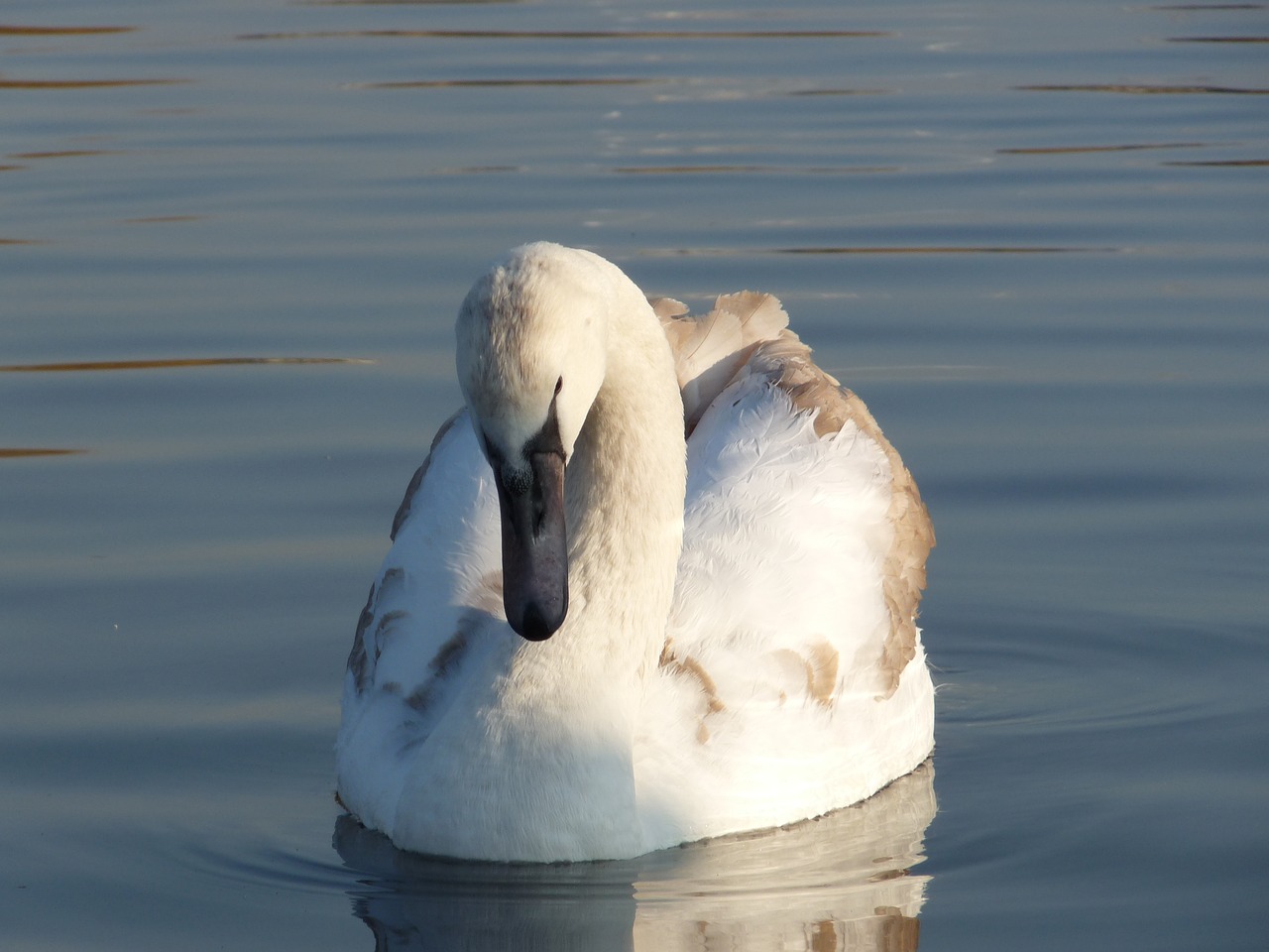 Image - swan duck animal pond