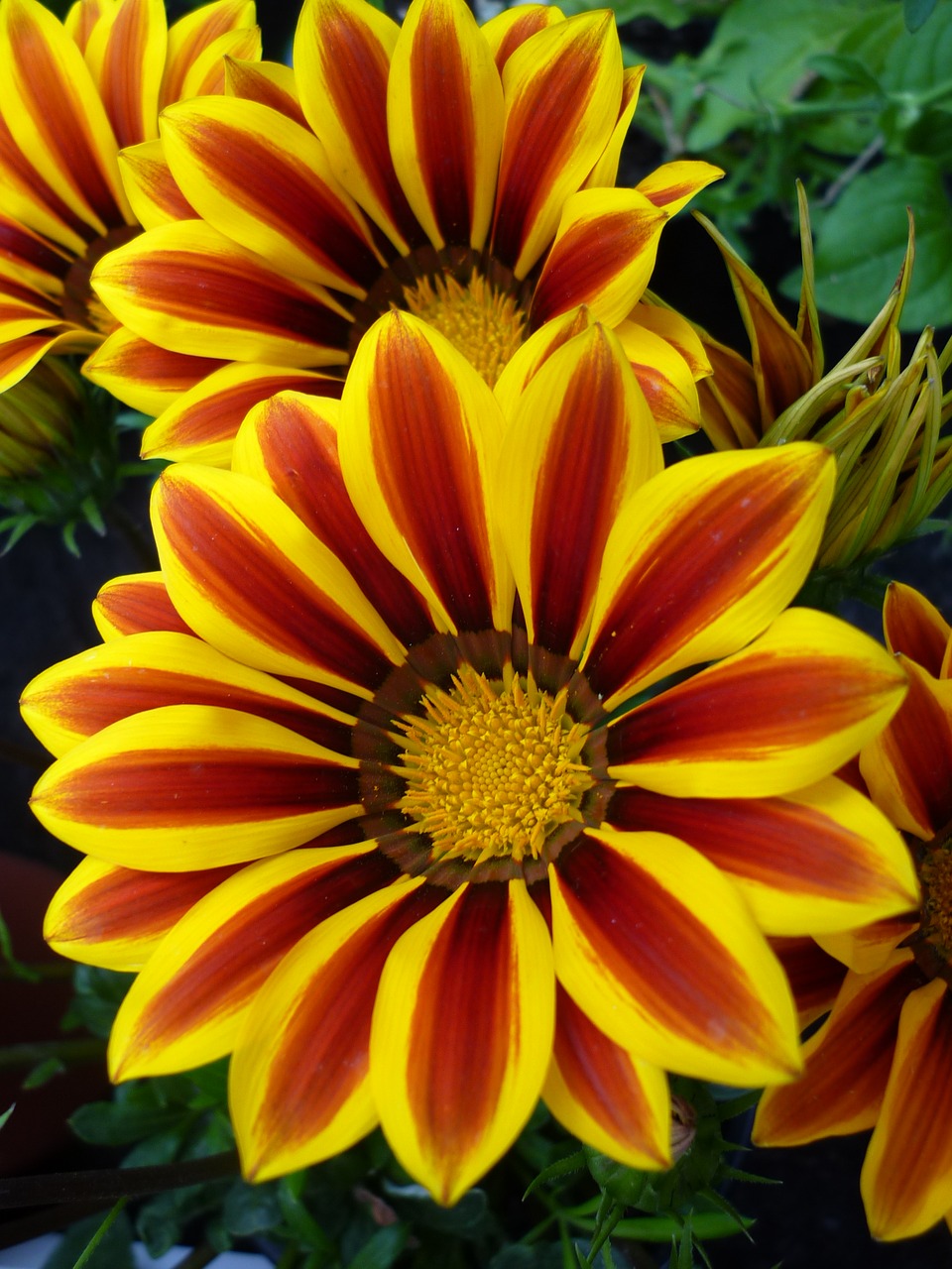 Image - mädchenauge flower garden summer