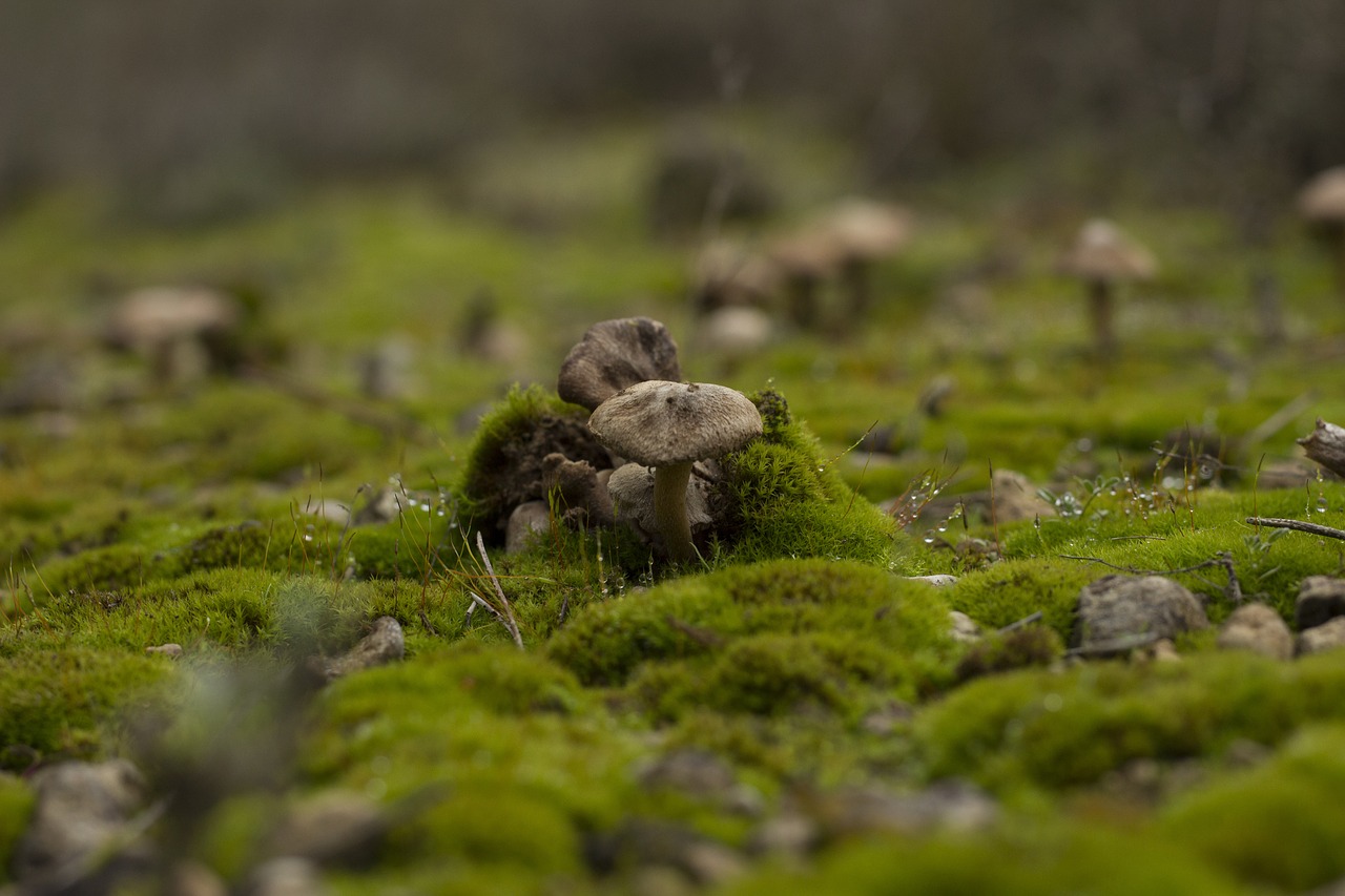 Image - mushrooms moss mushroom nature