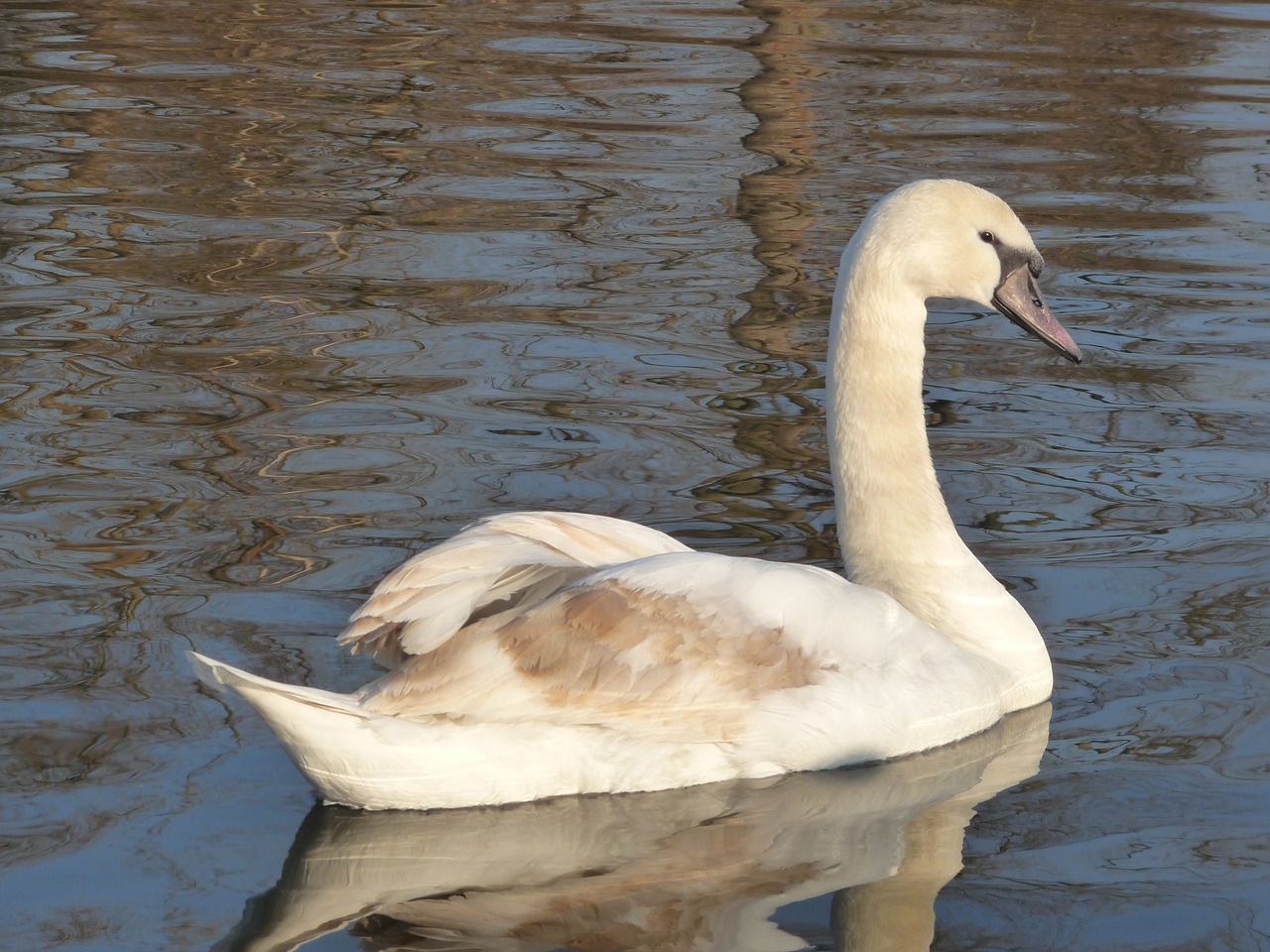 Image - swan duck animal lake pond