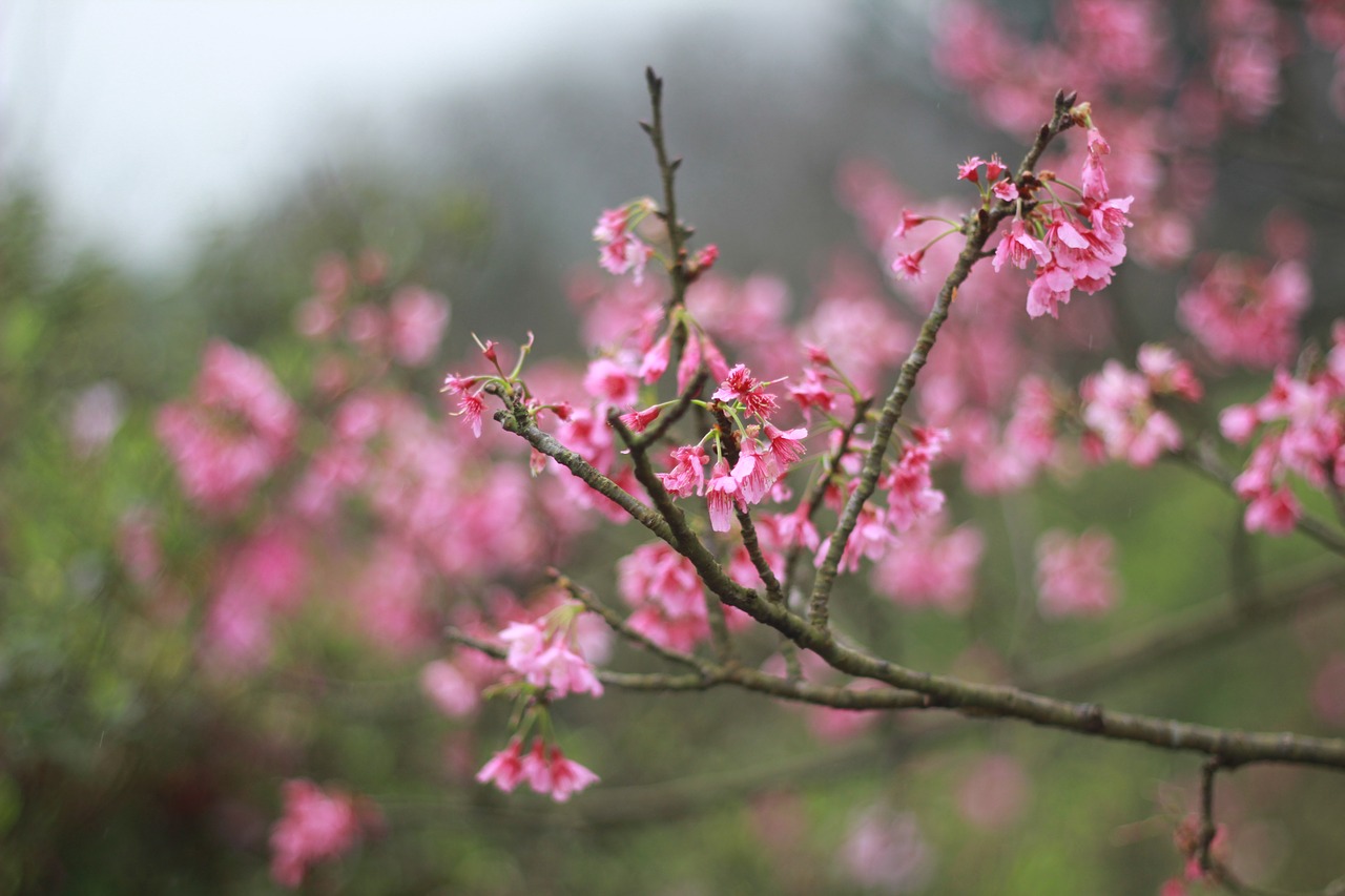 Image - flower cherry flowers red flowers