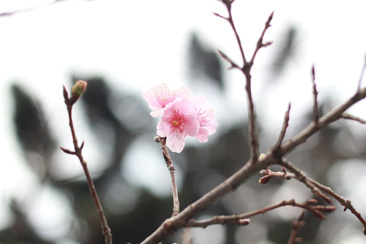 Image - cherry flowers training natural