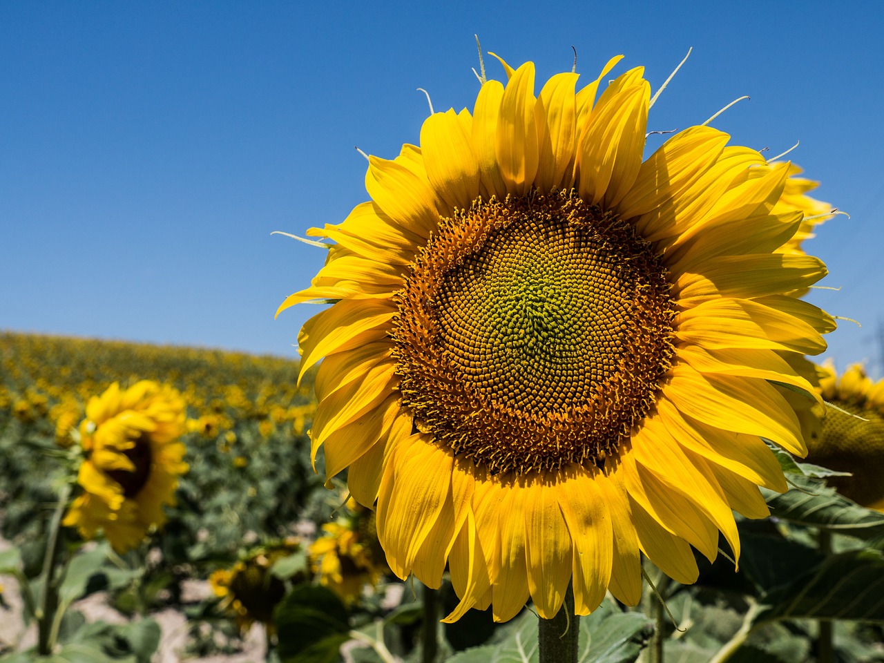 Image - sunflower flower sun yellow nature