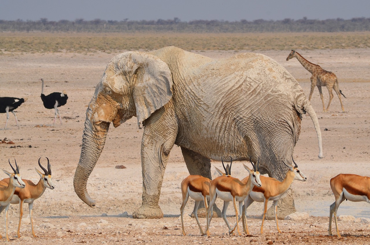 Image - elephant africa etosha