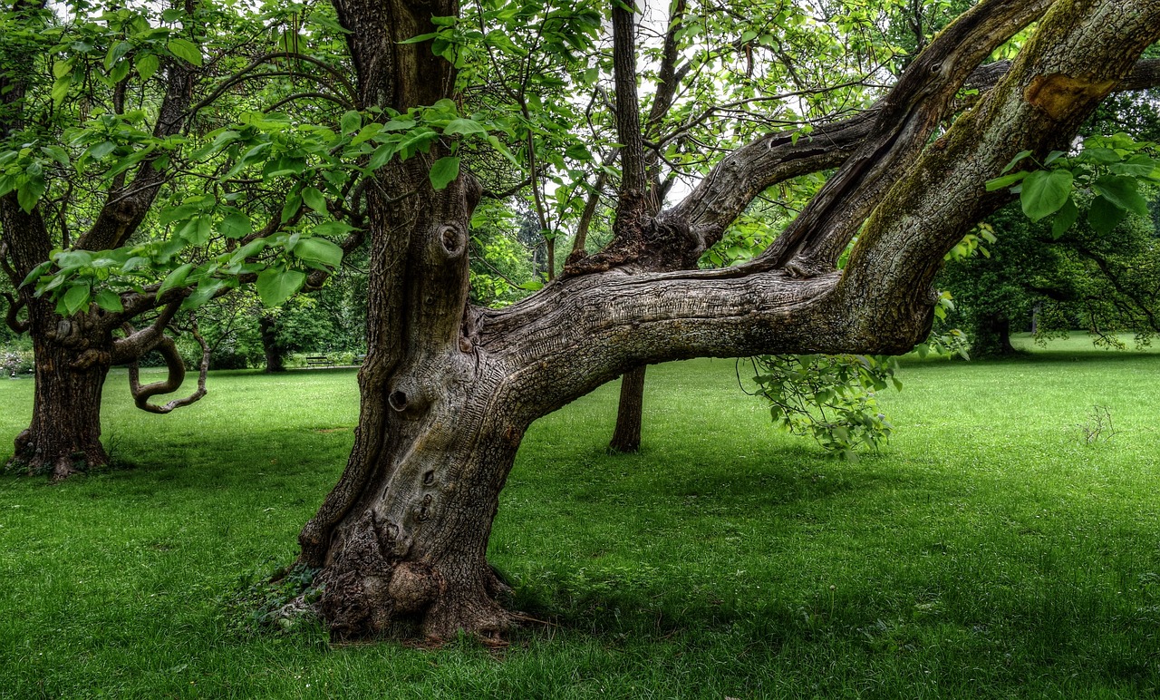 Image - tree old nature old tree