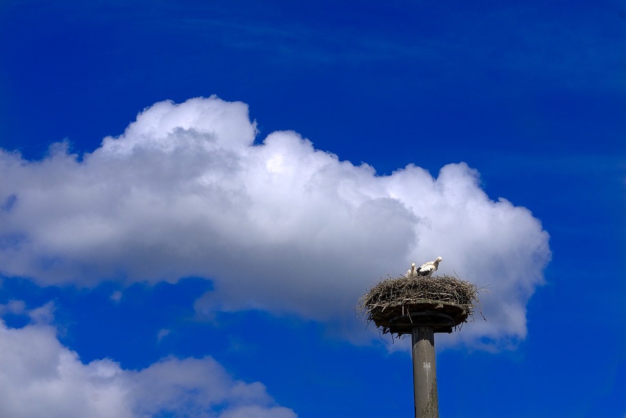 Image - stork storchennest bird animal