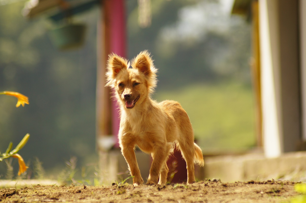 Image - my dogs the field armenia quindio