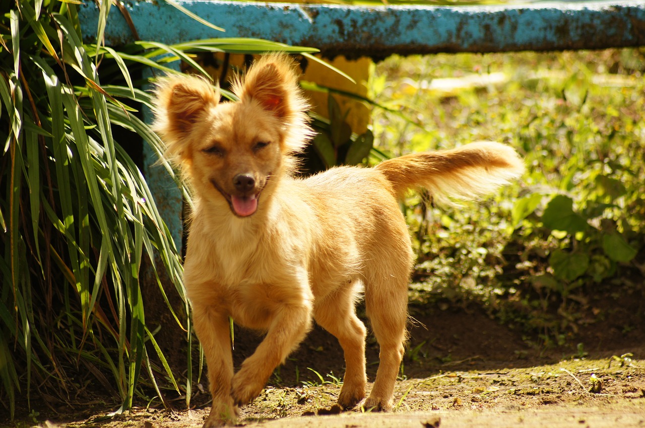 Image - my dogs the field armenia quindio