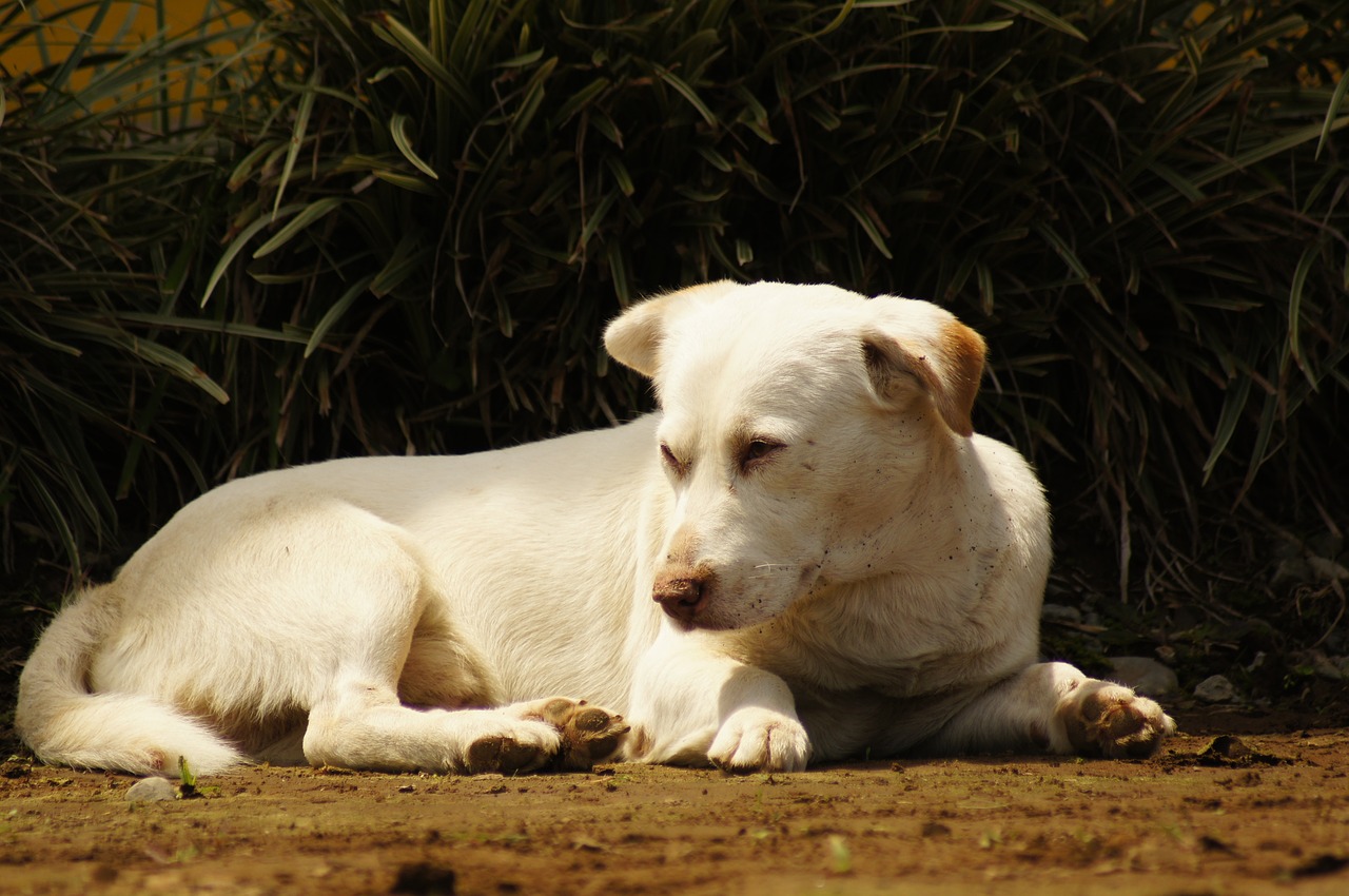 Image - my dogs the field armenia quindio